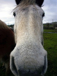 Travels on Horseback Travels on Horseback