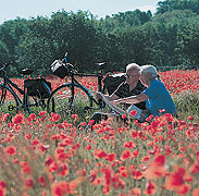 Cycle Breaks Cycle Breaks