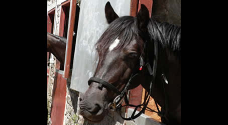 Pentre Riding Stables Pentre Riding Stables