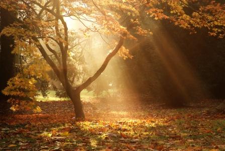 Image Seen Image Seen