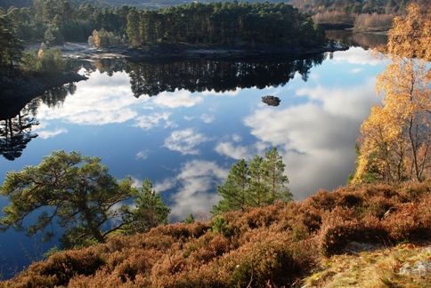 Wild Rose Escapes Wild Rose Escapes