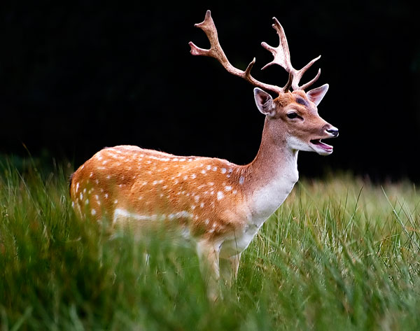 Tom Hadley Wildlife Photography Tom Hadley Wildlife Photography