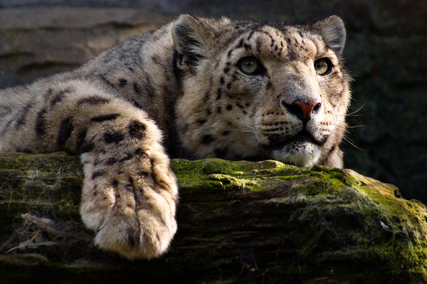 Tom Hadley Wildlife Photography Tom Hadley Wildlife Photography