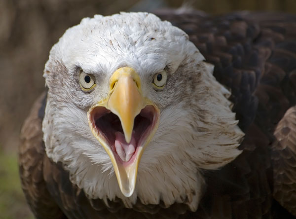 Tom Hadley Wildlife Photography Tom Hadley Wildlife Photography